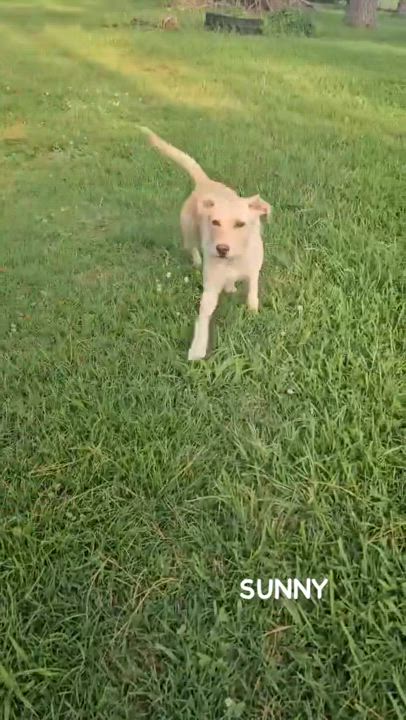 Enlarge SUNNY, a Adoptable mixed breed in Bethpage, NY video 6/6