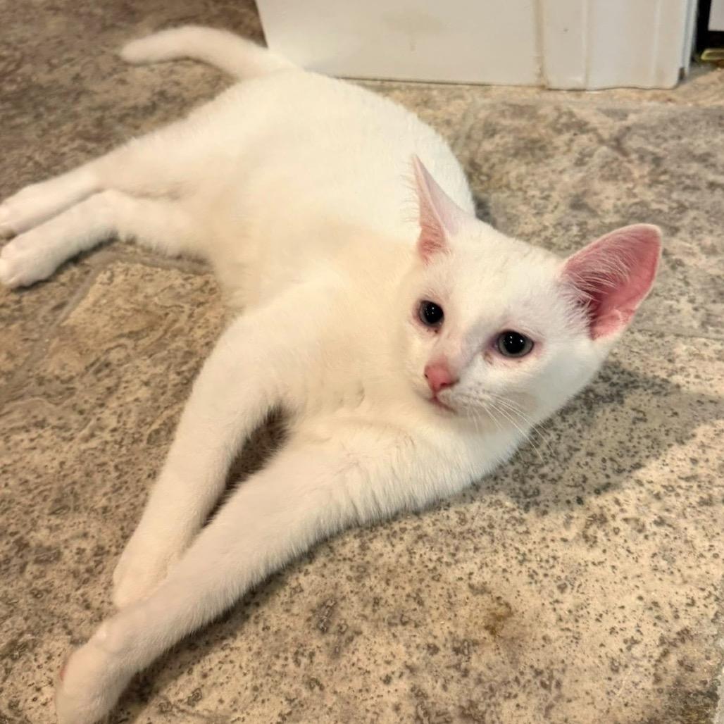 Berlioz, Adoptable, Young Male Domestic Short Hair.