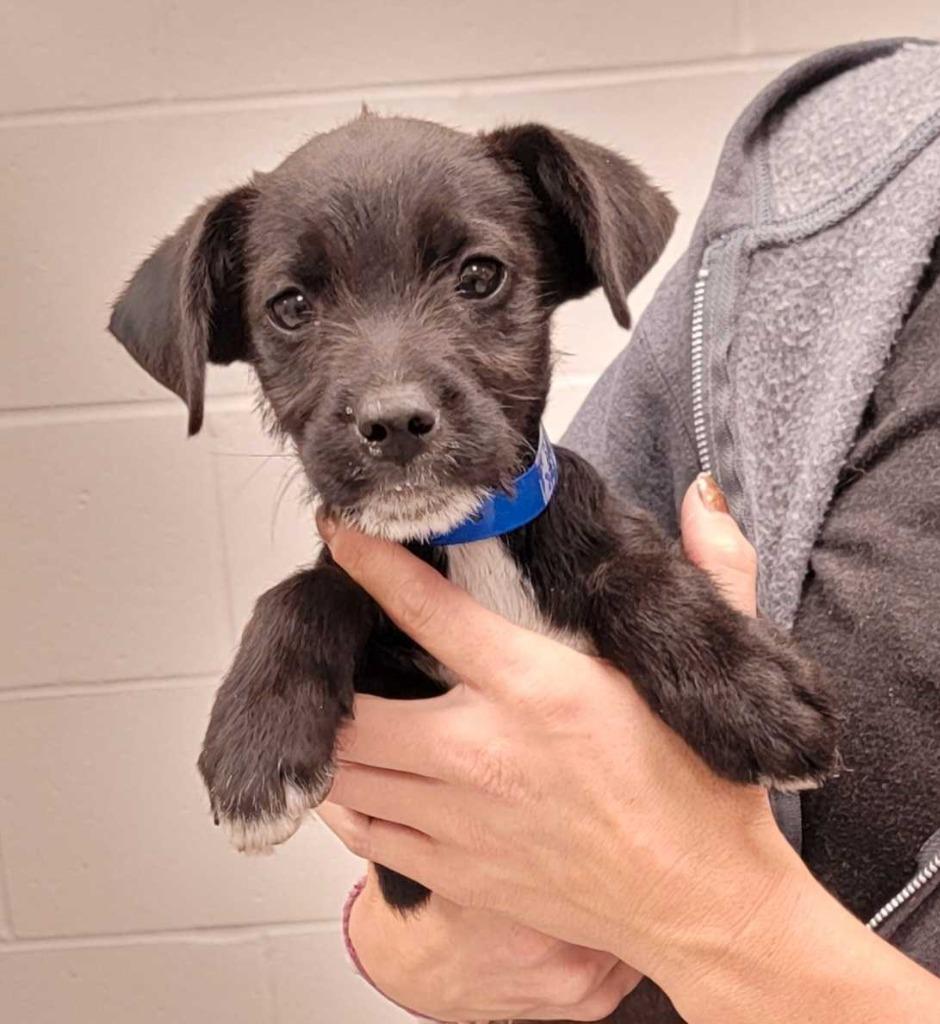 Enlarge North Dakota, a Adoptable mixed breed in Chillicothe, OH image 1/1