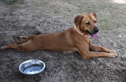 Honey, Adoptable, Young Female Rhodesian Ridgeback & Pit Bull Terrier.