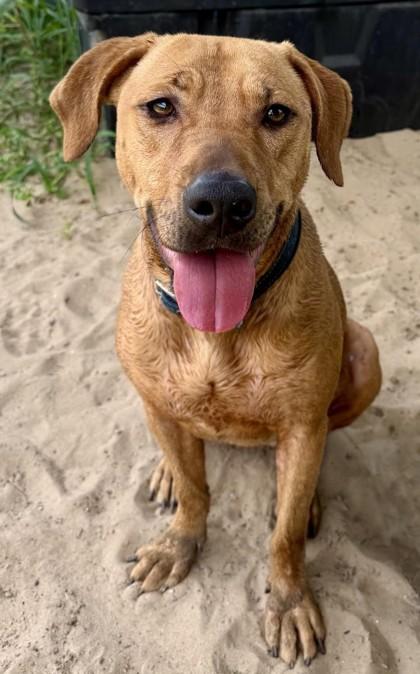 Honey, a Adoptable mixed breed in Inverness, FL image 2/3