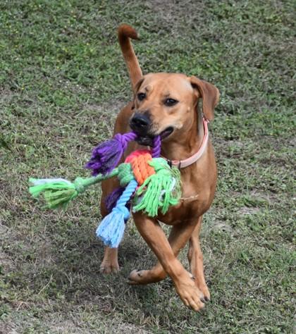 Honey, a Adoptable mixed breed in Inverness, FL image 3/3