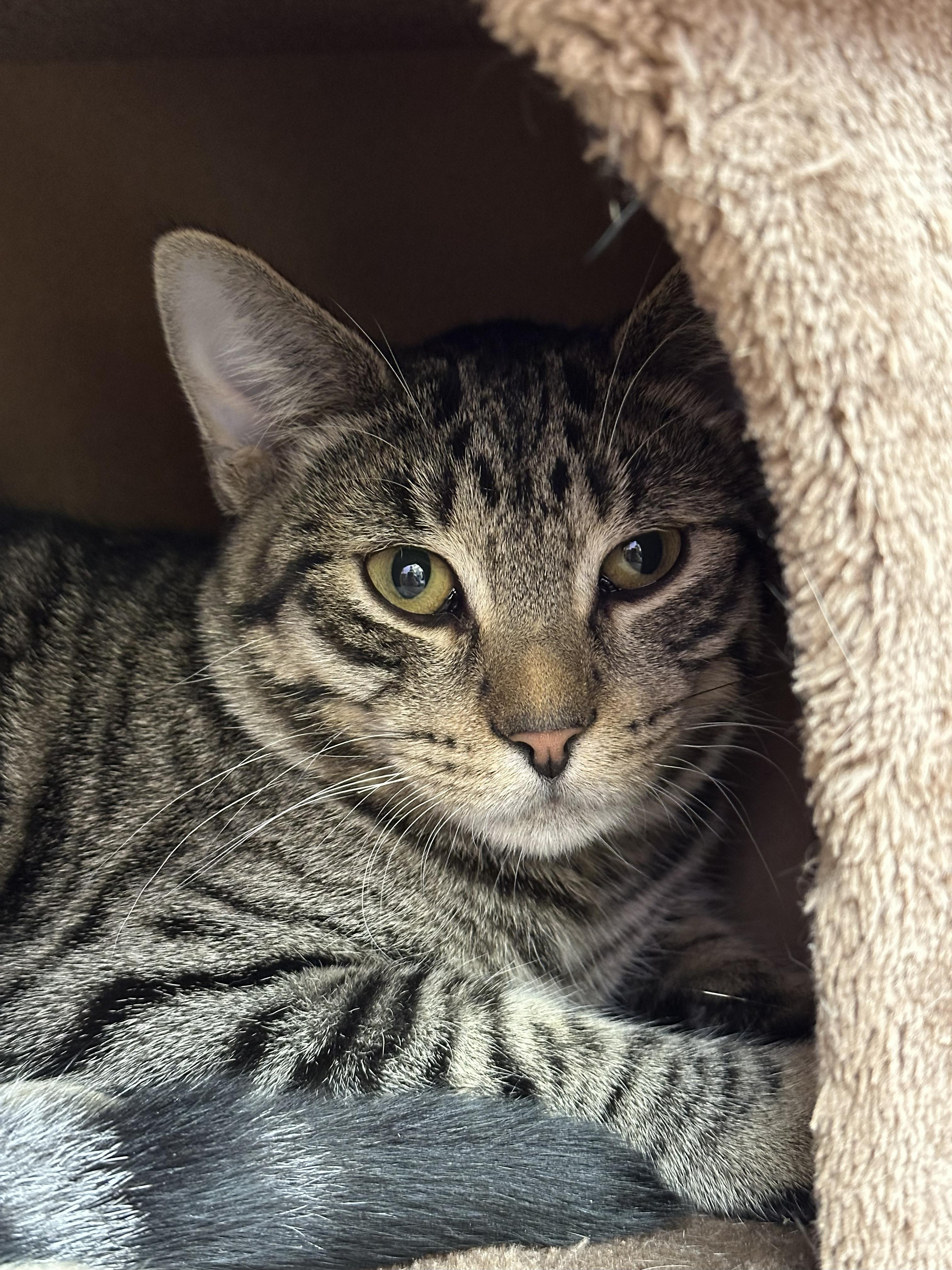 Bud, Adoptable, Kitten Male Domestic Short Hair.
