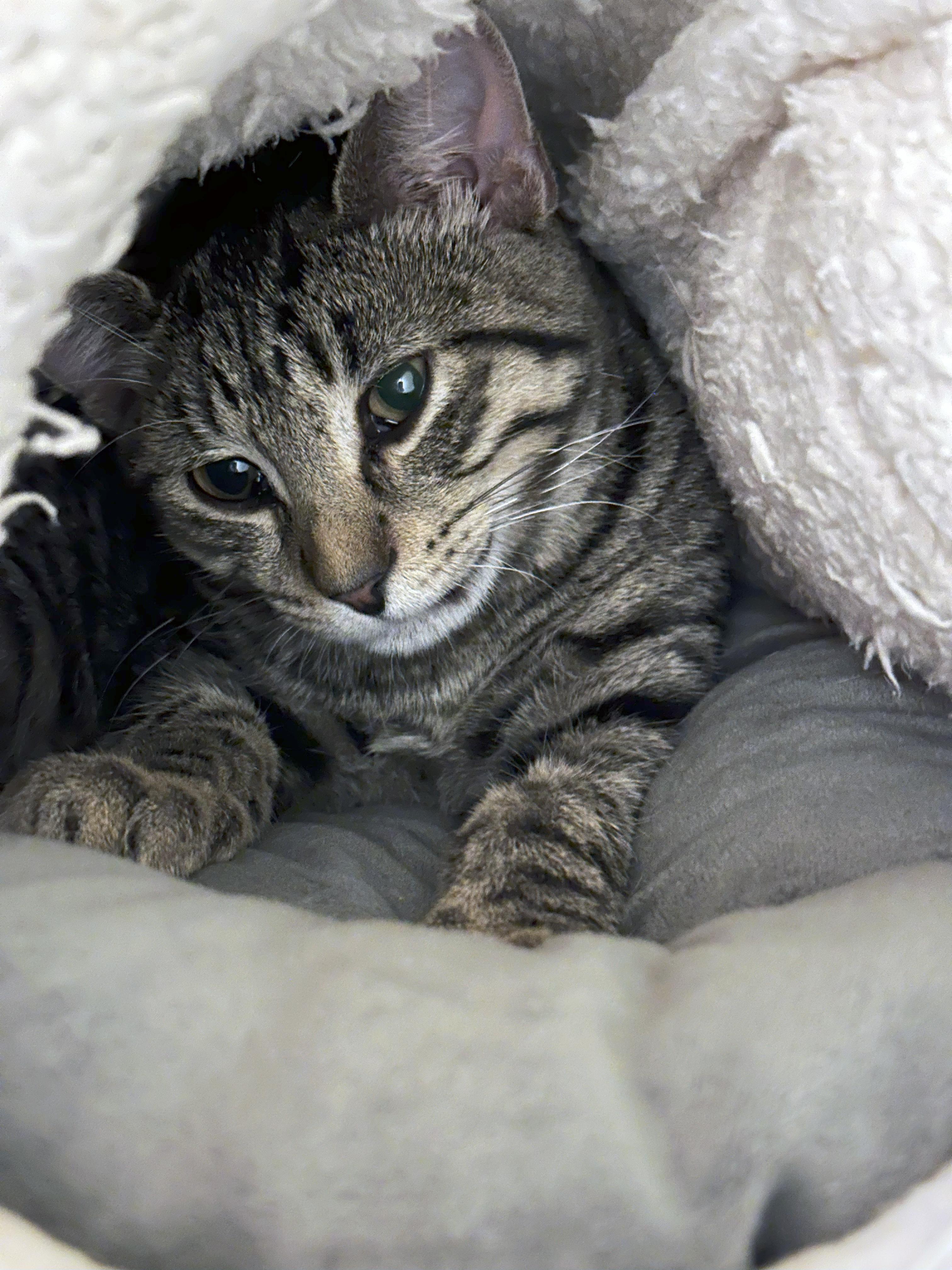 Bud, a Adoptable Domestic Short Hair in Crystal Lake, IL image 2/3