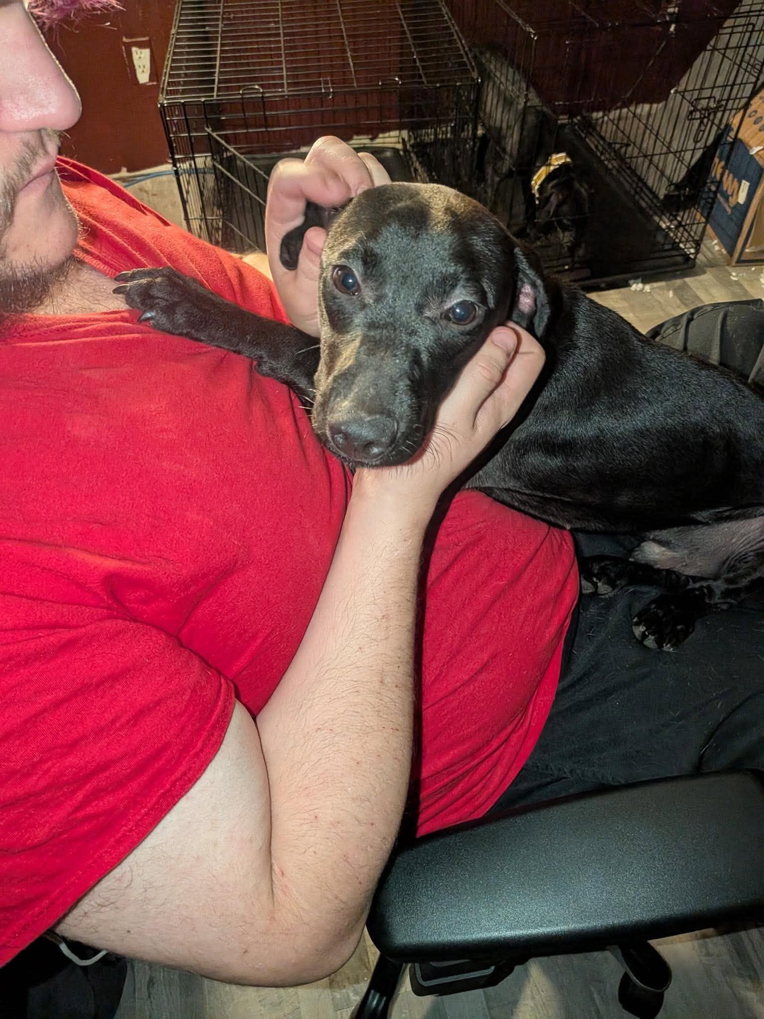 Enlarge Batman, a Adoptable mixed breed in Rochester, NY image 1/6