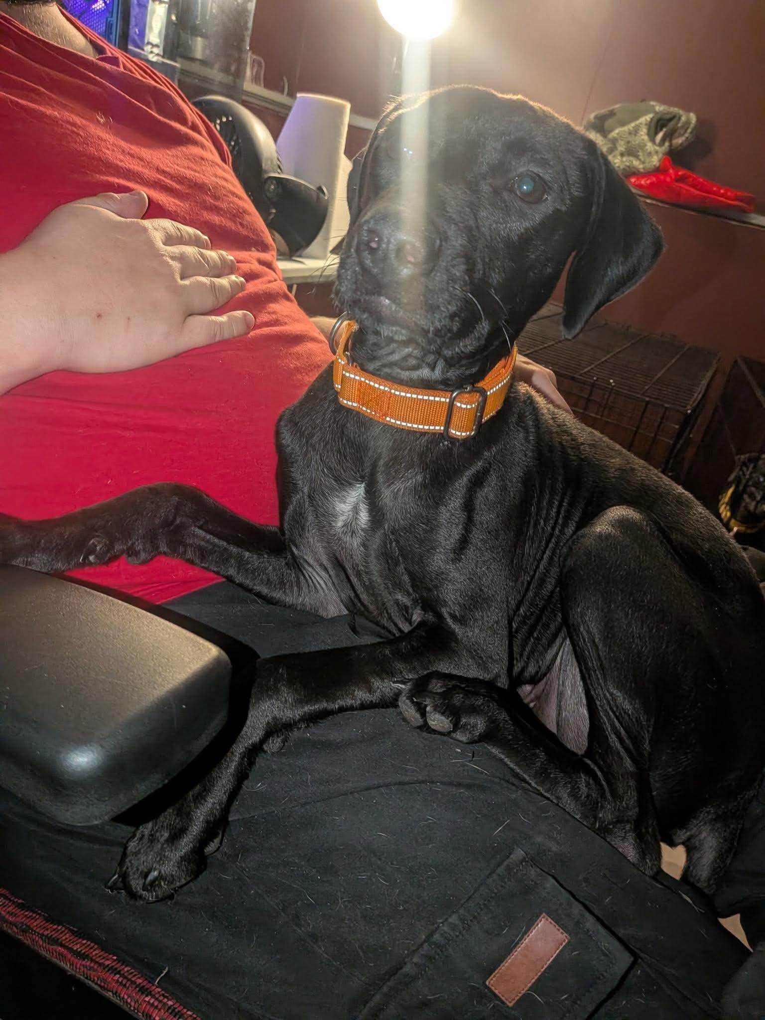 Enlarge Batman, a Adoptable mixed breed in Rochester, NY image 2/6