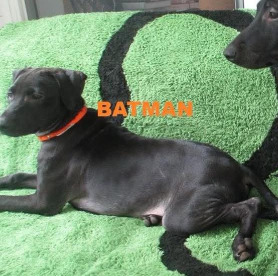 Enlarge Batman, a Adoptable mixed breed in Rochester, NY image 5/6