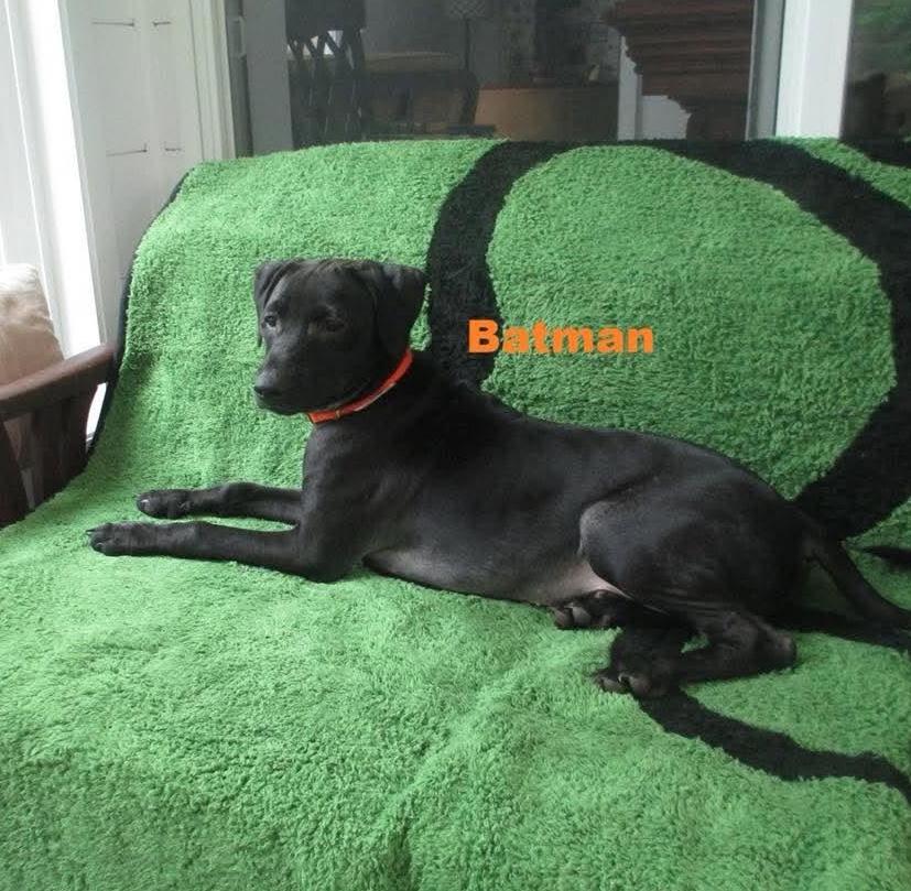 Batman, Adoptable, Puppy Male Pit Bull Terrier & Whippet.