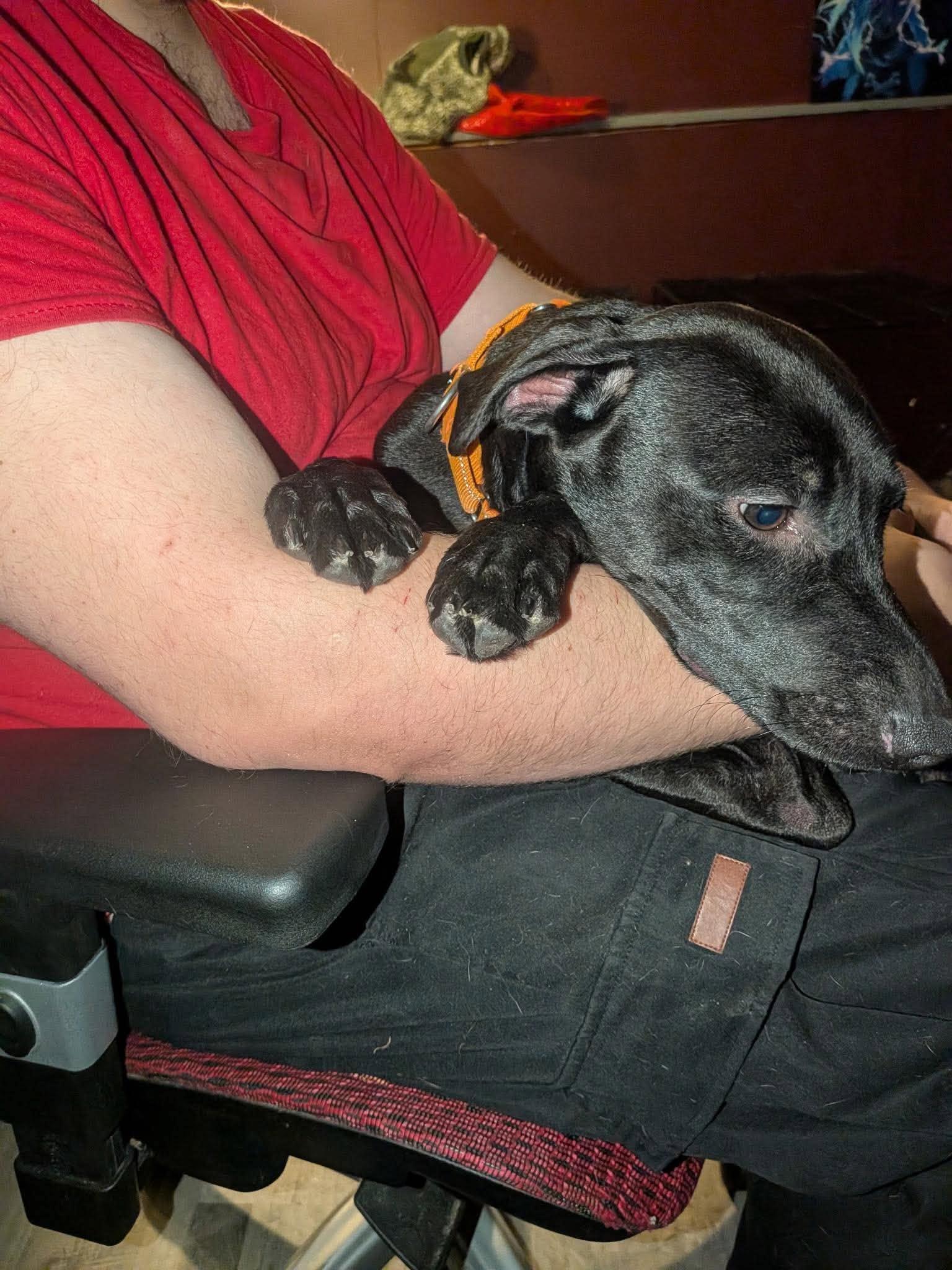 Enlarge Batman, a Adoptable mixed breed in Rochester, NY image 4/6