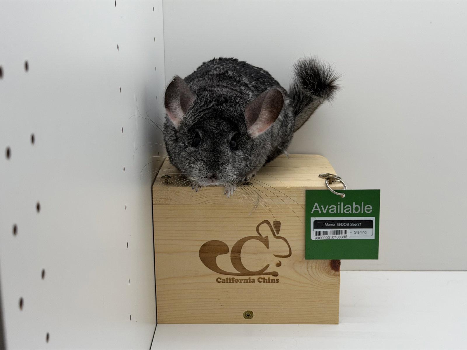 Momo, Adoptable, Adult Female Chinchilla.