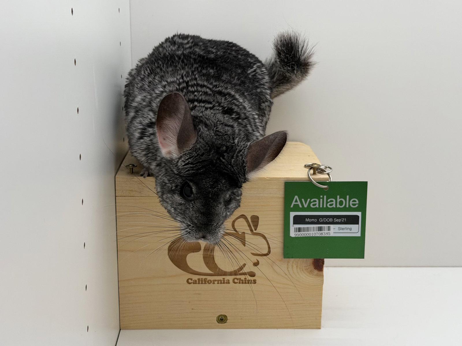 Enlarge Momo, a Adoptable Chinchilla in Sunnyvale, CA image 2/3