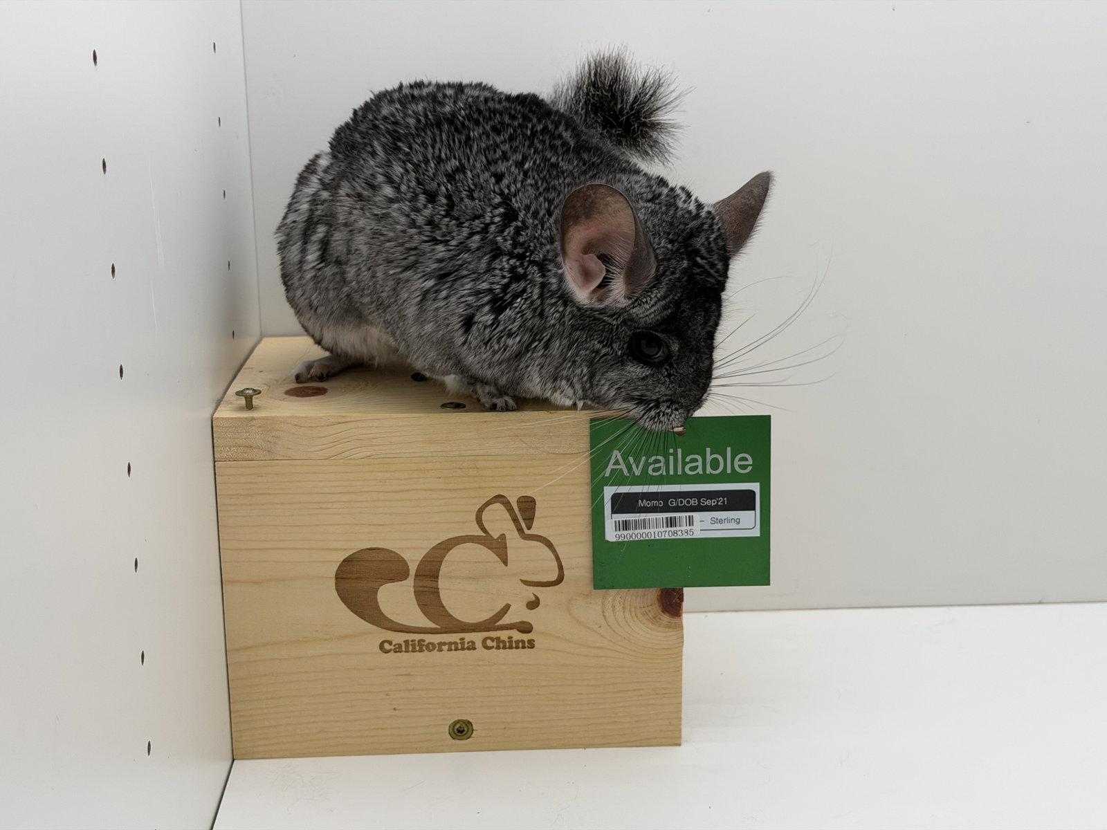 Enlarge Momo, a Adoptable Chinchilla in Sunnyvale, CA image 3/3