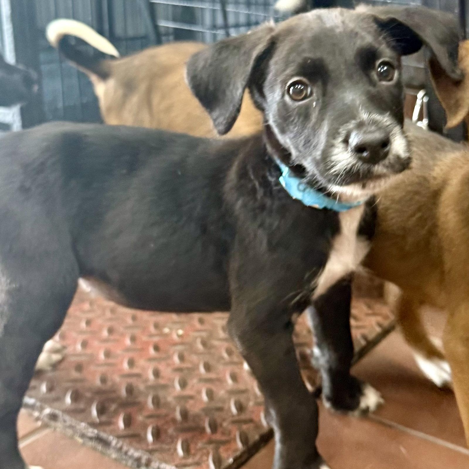 Pastelito, Adoptable, Puppy Male Terrier.