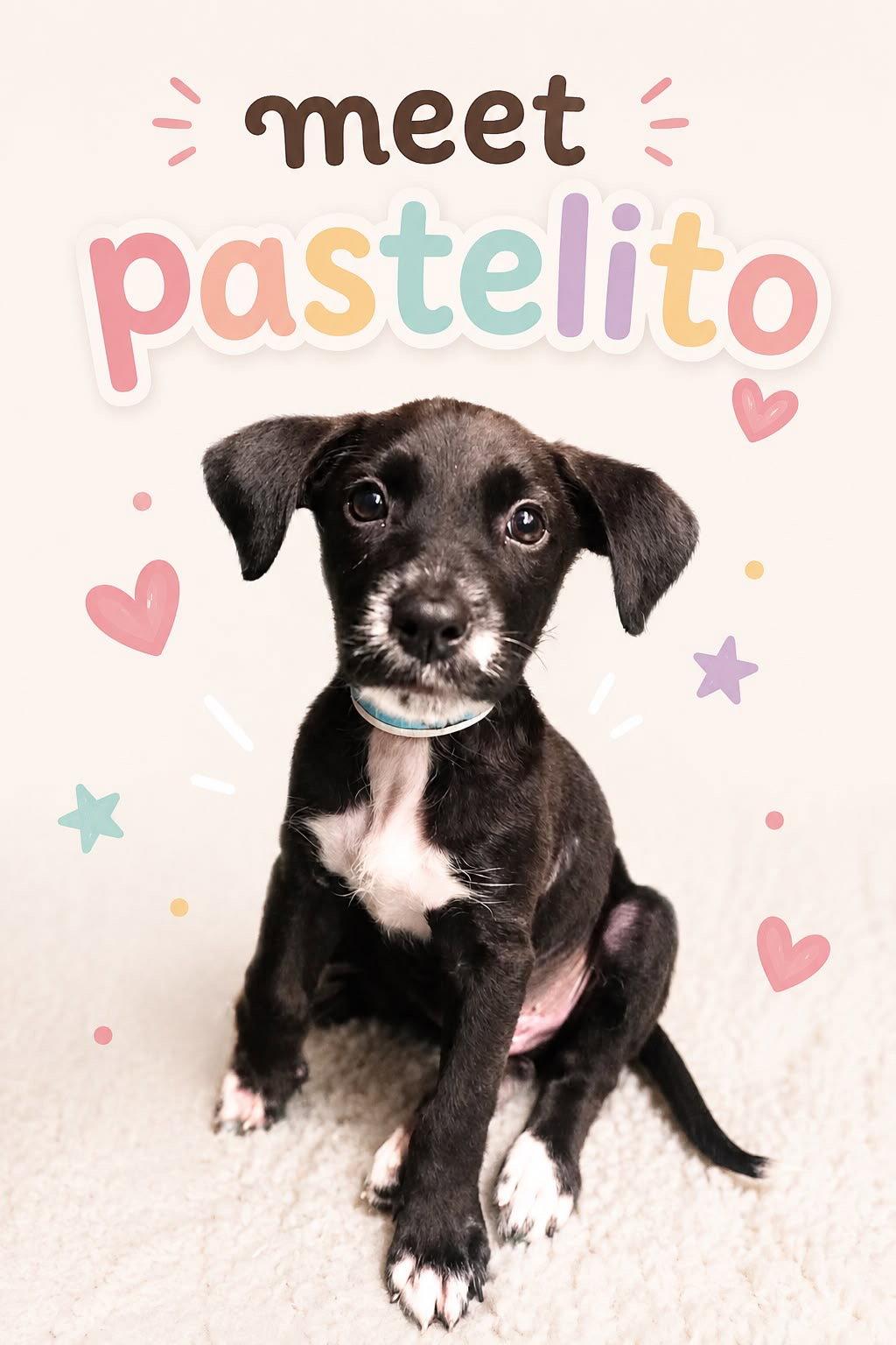 Enlarge Pastelito, a Adoptable Terrier in Lake Hopatcong, NJ image 2/3