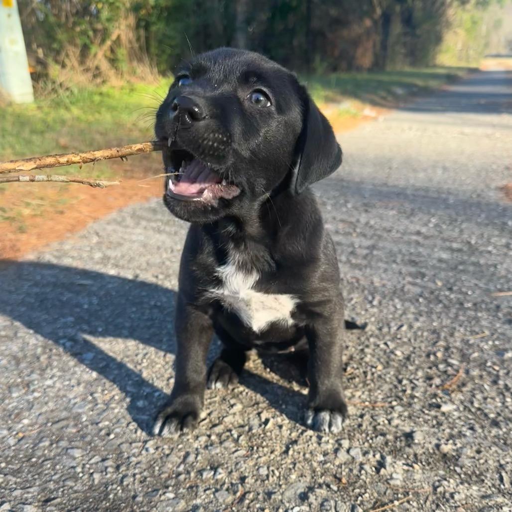 Enlarge Cowgirl, a Adoptable mixed breed in Chattanooga, TN image 5/5