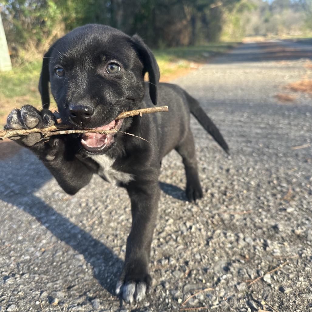 Enlarge Cowgirl, a Adoptable mixed breed in Chattanooga, TN image 4/5