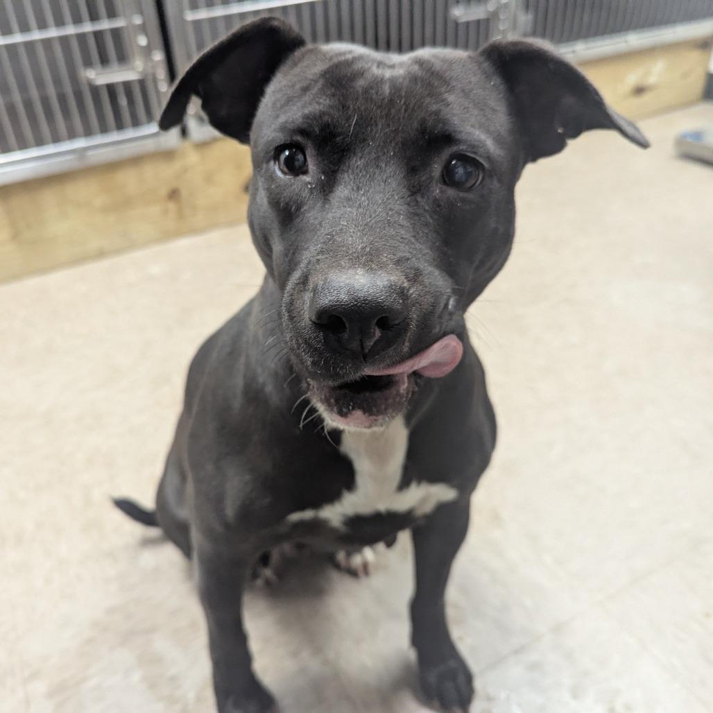 Enlarge Josie, a Adoptable Pit Bull Terrier in Birmingham, AL image 1/5