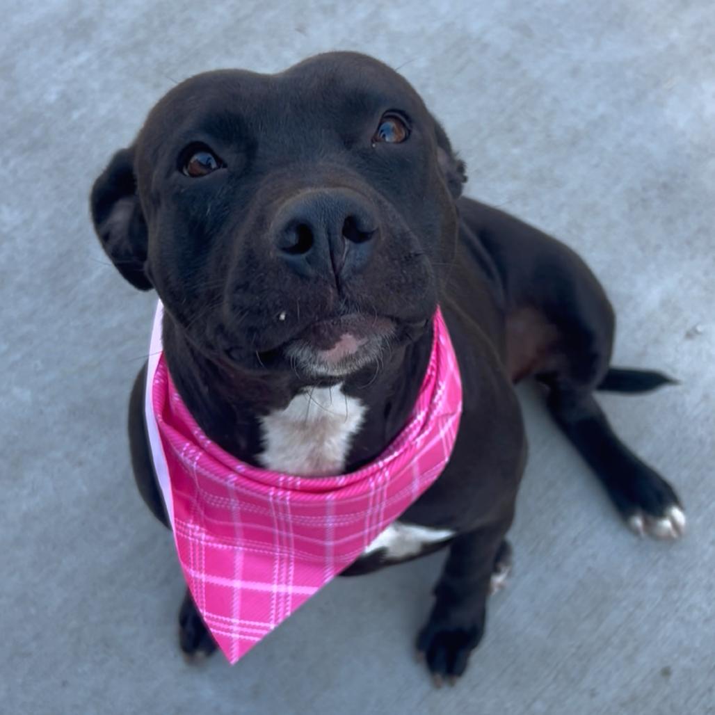 Enlarge Josie, a Adoptable Pit Bull Terrier in Birmingham, AL image 2/5