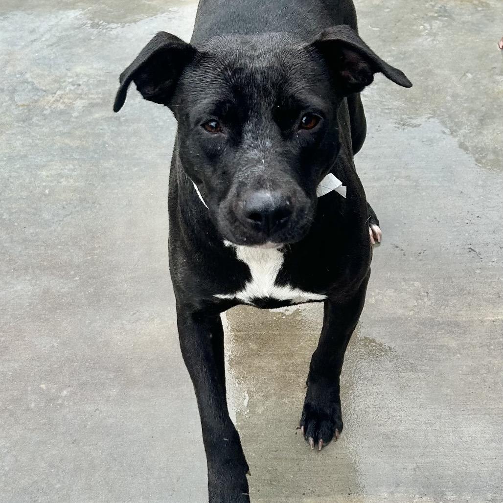 Enlarge Josie, a Adoptable Pit Bull Terrier in Birmingham, AL image 3/5