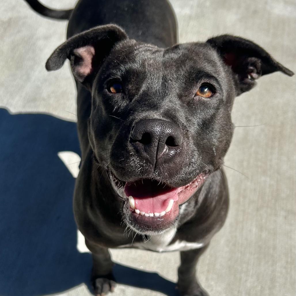 Enlarge Josie, a Adoptable Pit Bull Terrier in Birmingham, AL image 4/5