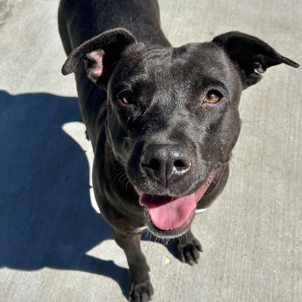 Enlarge Josie, a Adoptable Pit Bull Terrier in Birmingham, AL image 5/5