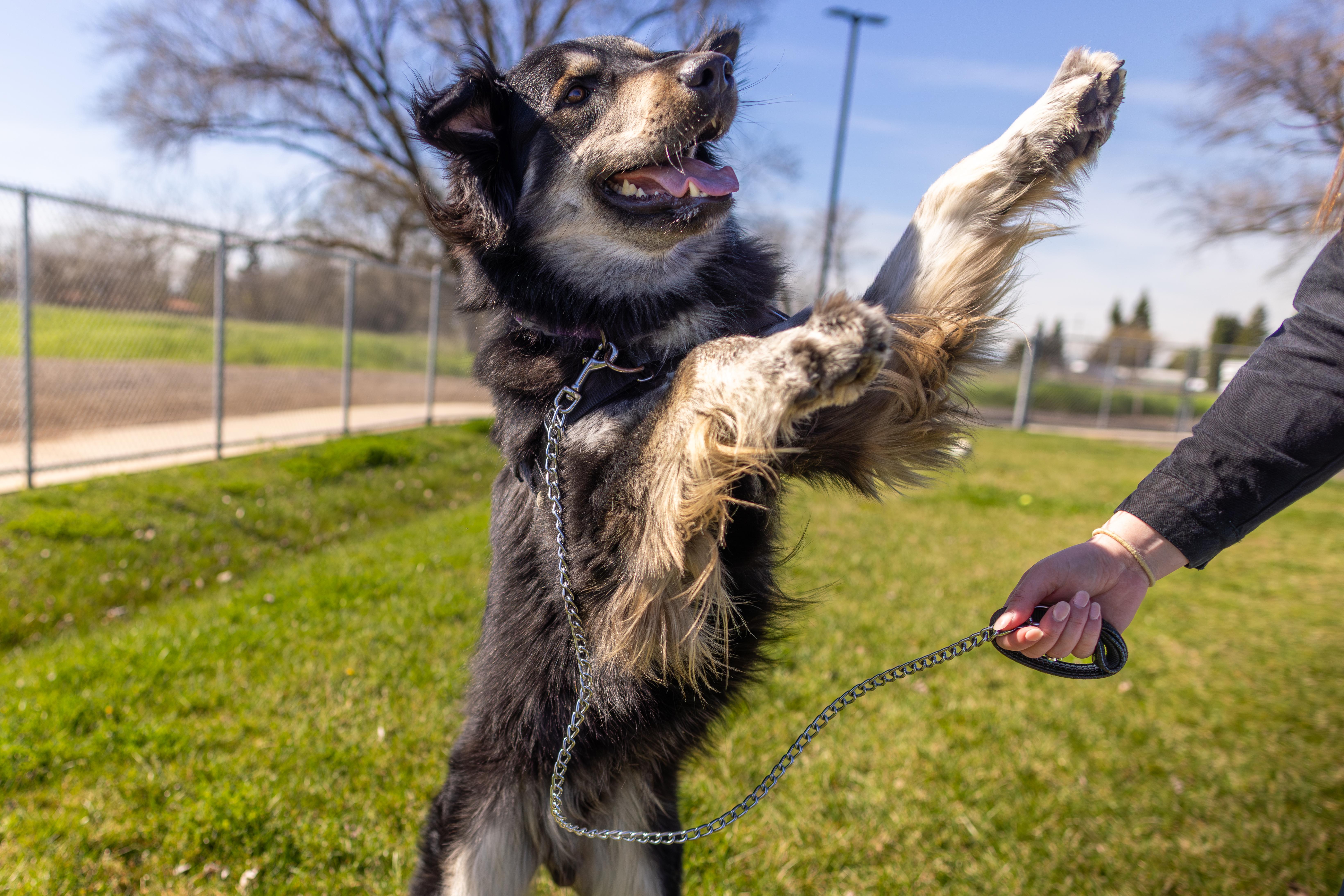 Enlarge Kobo, a Adoptable mixed breed in Chico, CA image 1/6