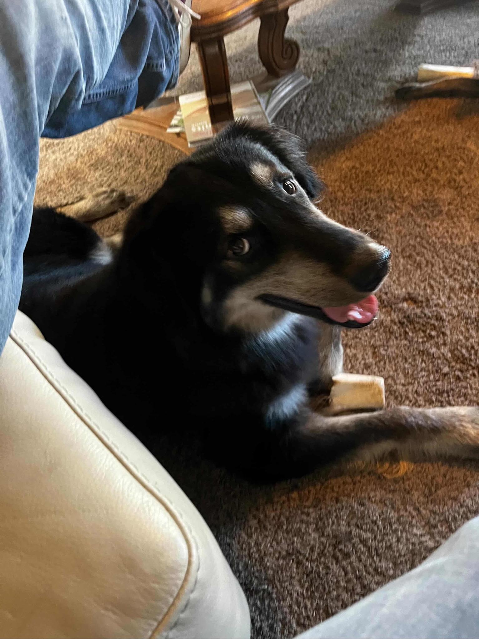 Enlarge Kobo, a Adoptable mixed breed in Chico, CA image 3/6