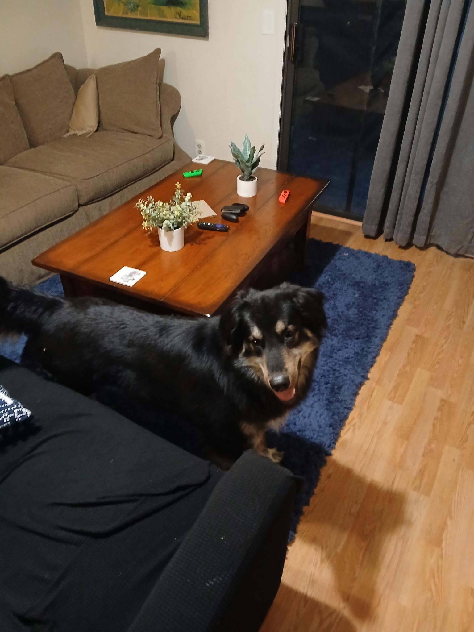 Enlarge Kobo, a Adoptable mixed breed in Chico, CA image 4/6