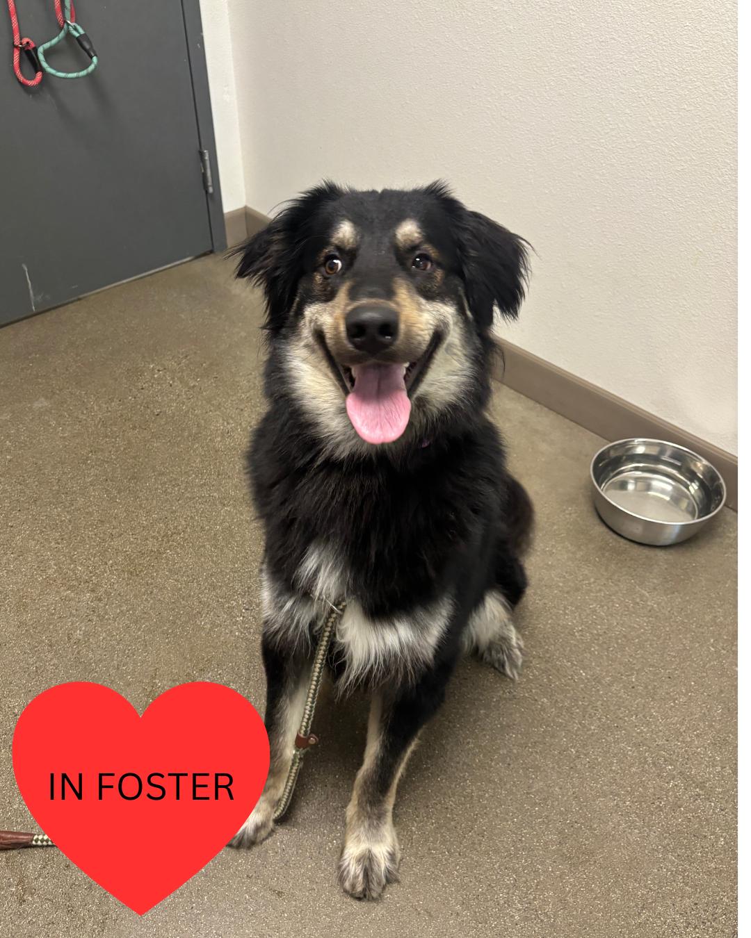 Enlarge Kobo, a Adoptable mixed breed in Chico, CA image 5/6