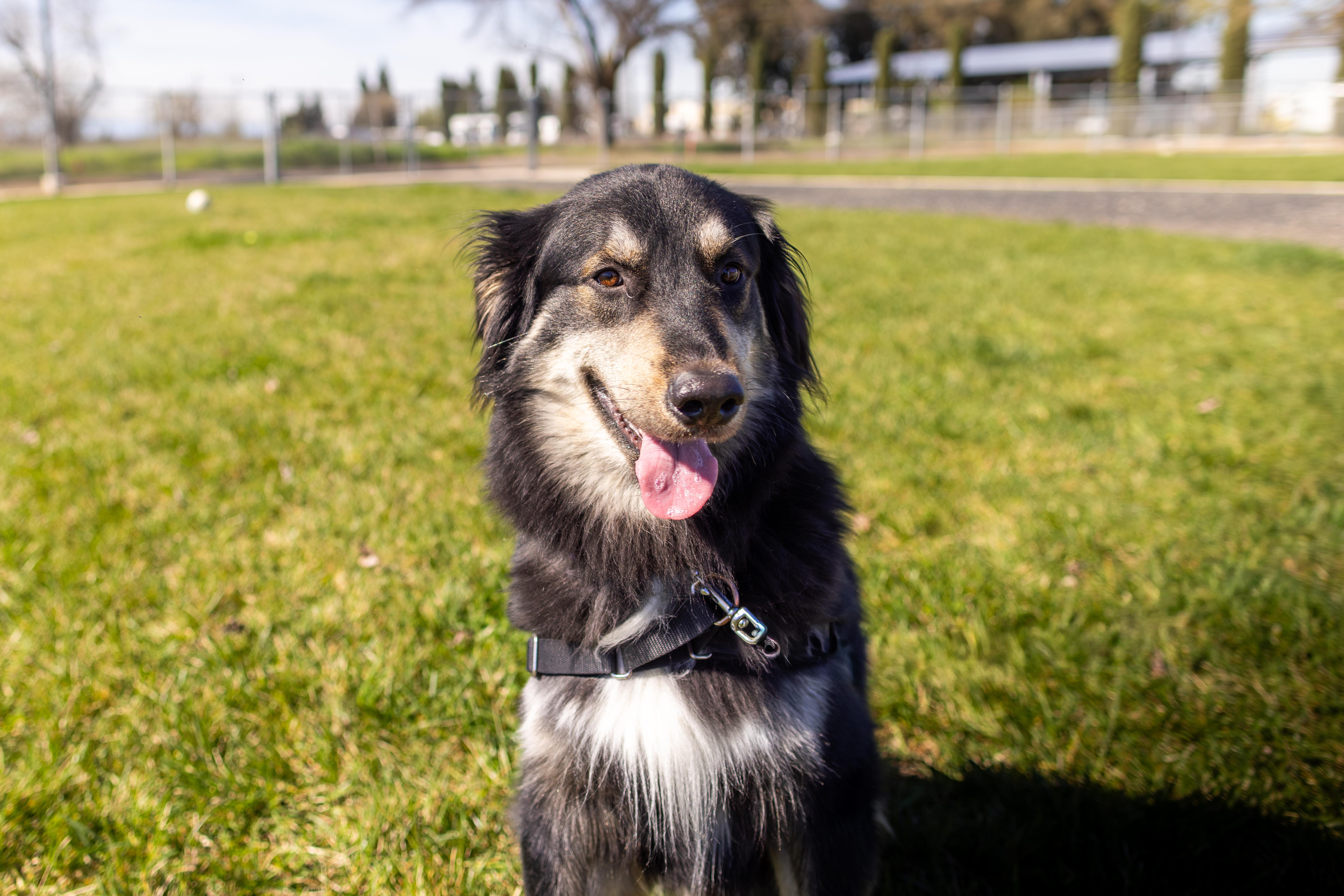 Enlarge Kobo, a Adoptable mixed breed in Chico, CA image 6/6