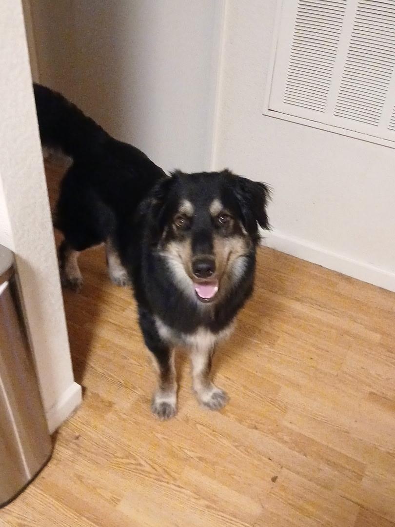 Enlarge Kobo, a Adoptable mixed breed in Chico, CA image 6/6