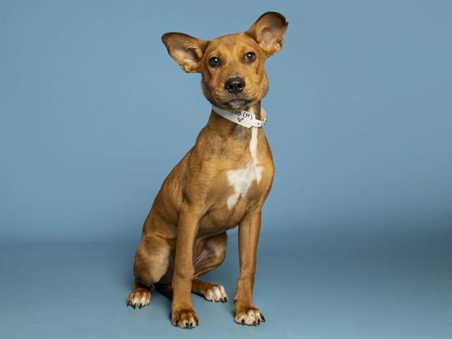 Enlarge NEEKO, a Adoptable mixed breed in Phoenix, AZ image 1/1