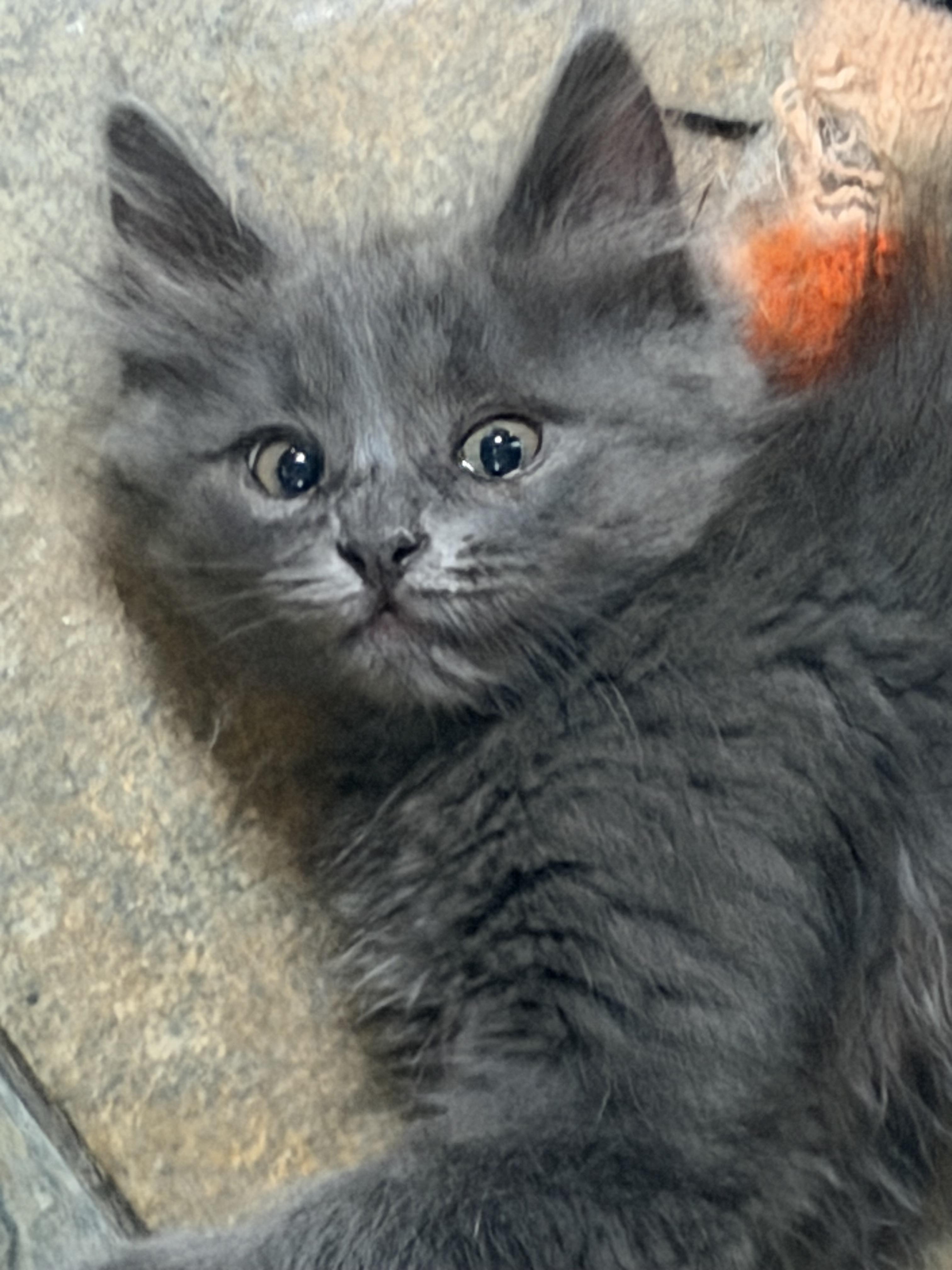 Huck, adopted, Kitten Male Russian Blue.