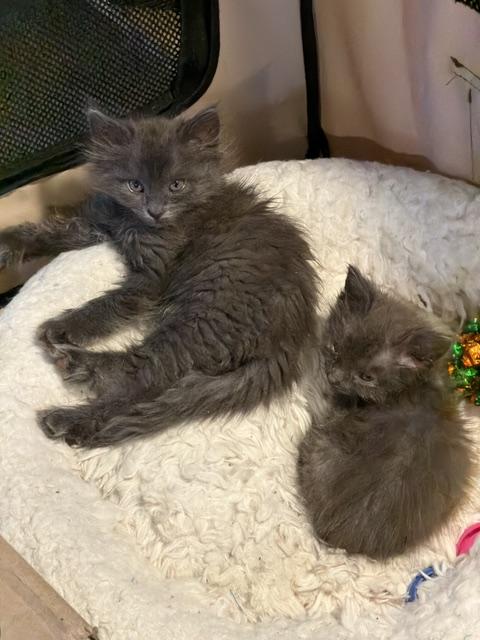 Enlarge Huck, an adopted Russian Blue in Sherman Oaks, CA image 2/2