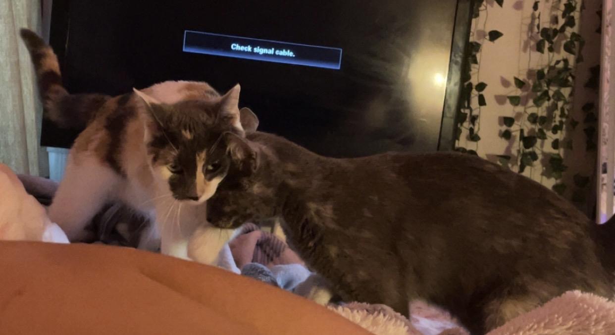 Mama Kitty - Dilute Torti - 1year, an adopted Dilute Tortoiseshell in Grand Rapids, MI image 6/6