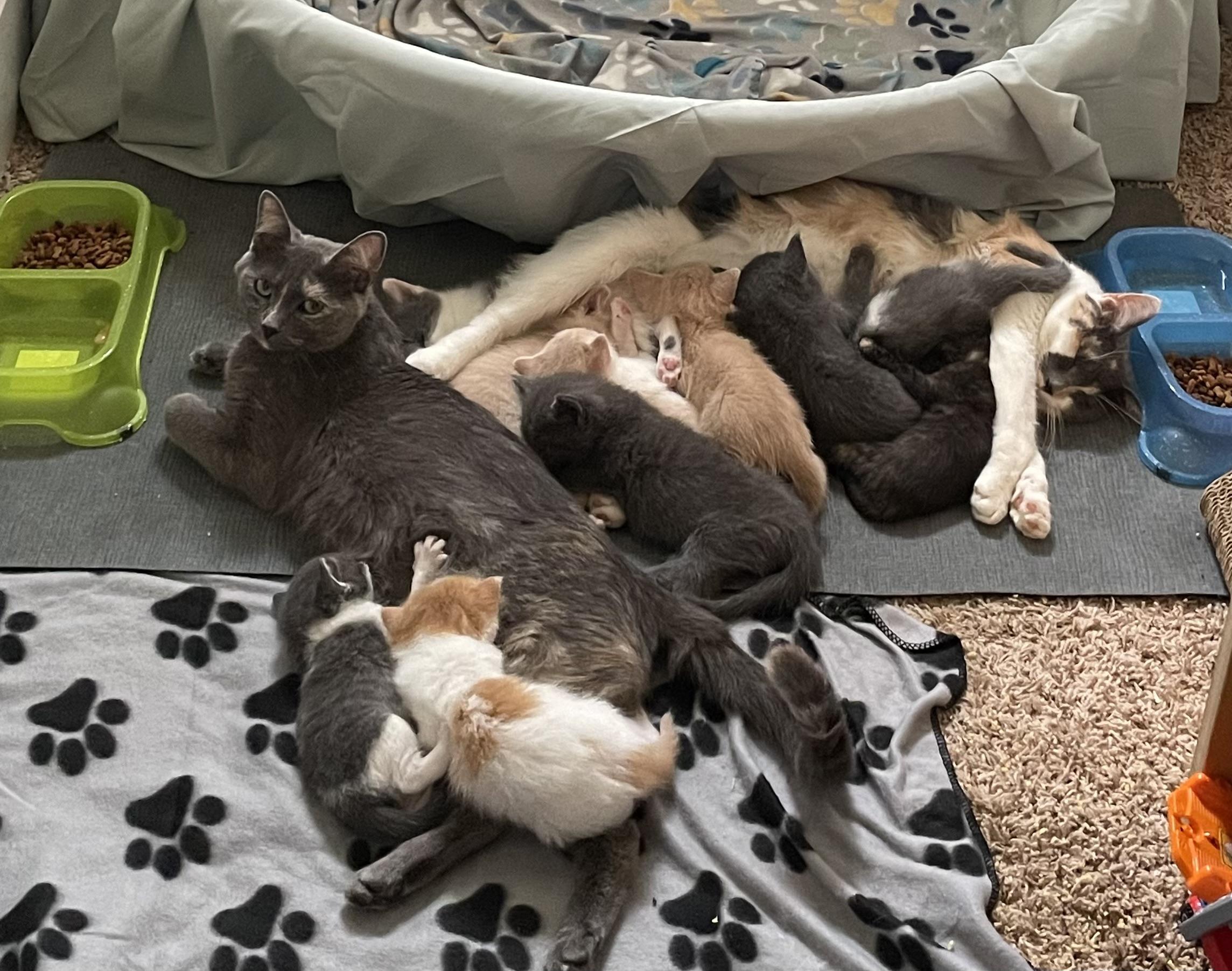 Mama Kitty - Dilute Torti - 1year, an adopted Dilute Tortoiseshell in Grand Rapids, MI image 3/6