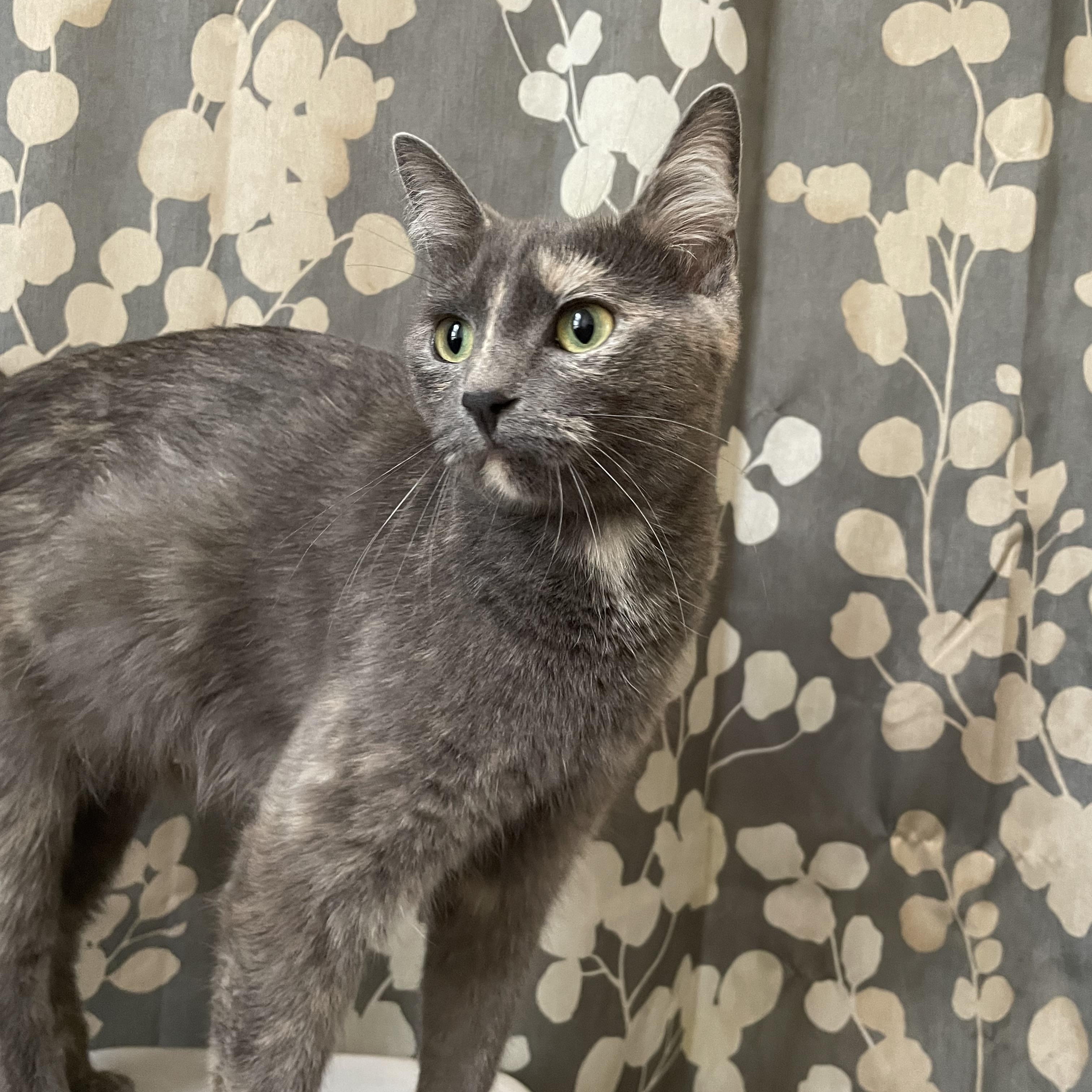 Mama Kitty - Dilute Torti - 1year, Adoptable, Young Female Dilute Tortoiseshell.