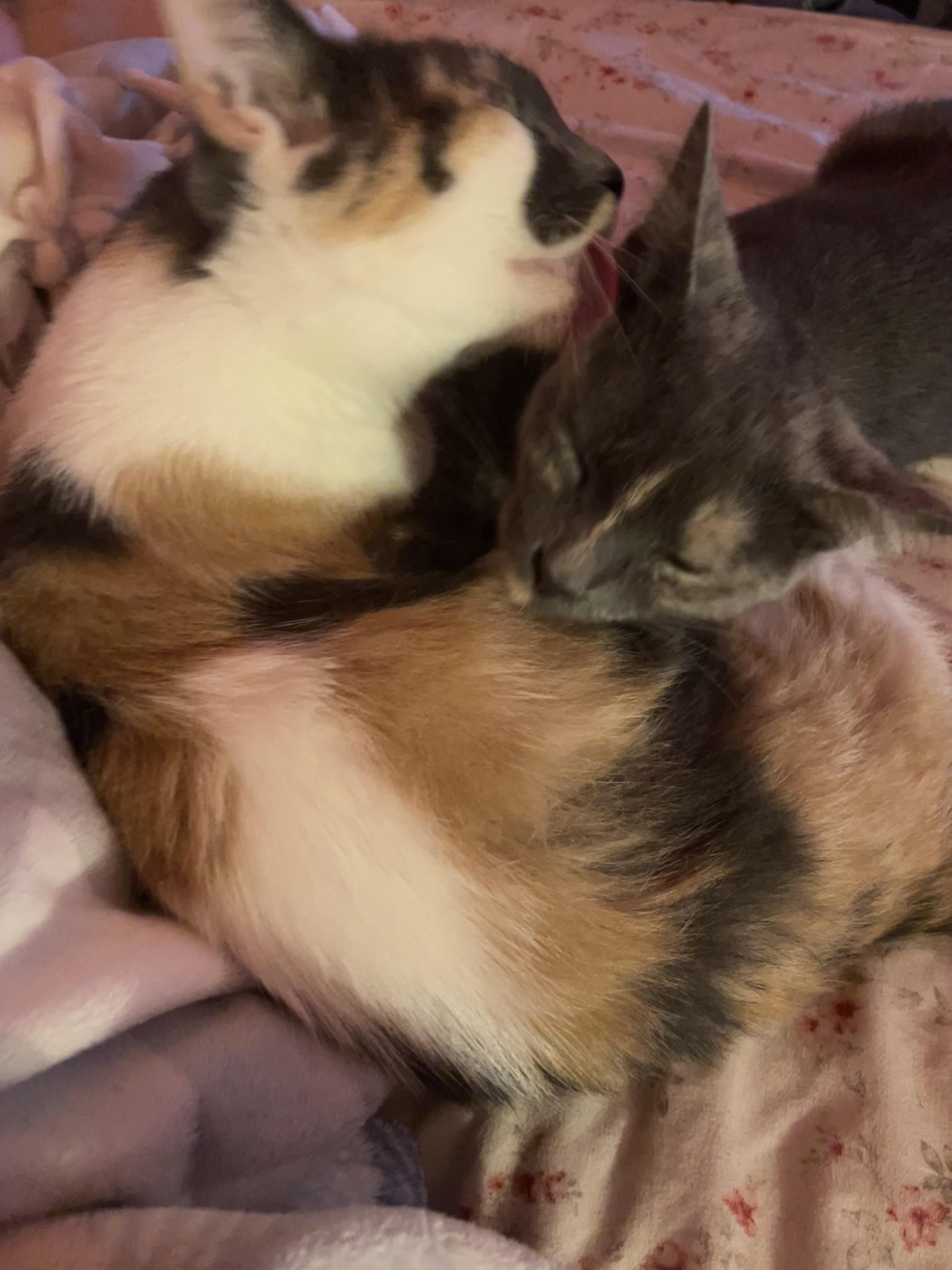 Mama Kitty - Dilute Torti - 1year, an adopted Dilute Tortoiseshell in Grand Rapids, MI image 5/6