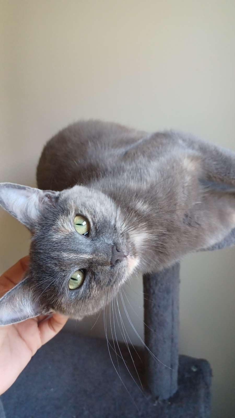 Mama Kitty - Dilute Torti - 1year, an adopted Dilute Tortoiseshell in Grand Rapids, MI image 4/6