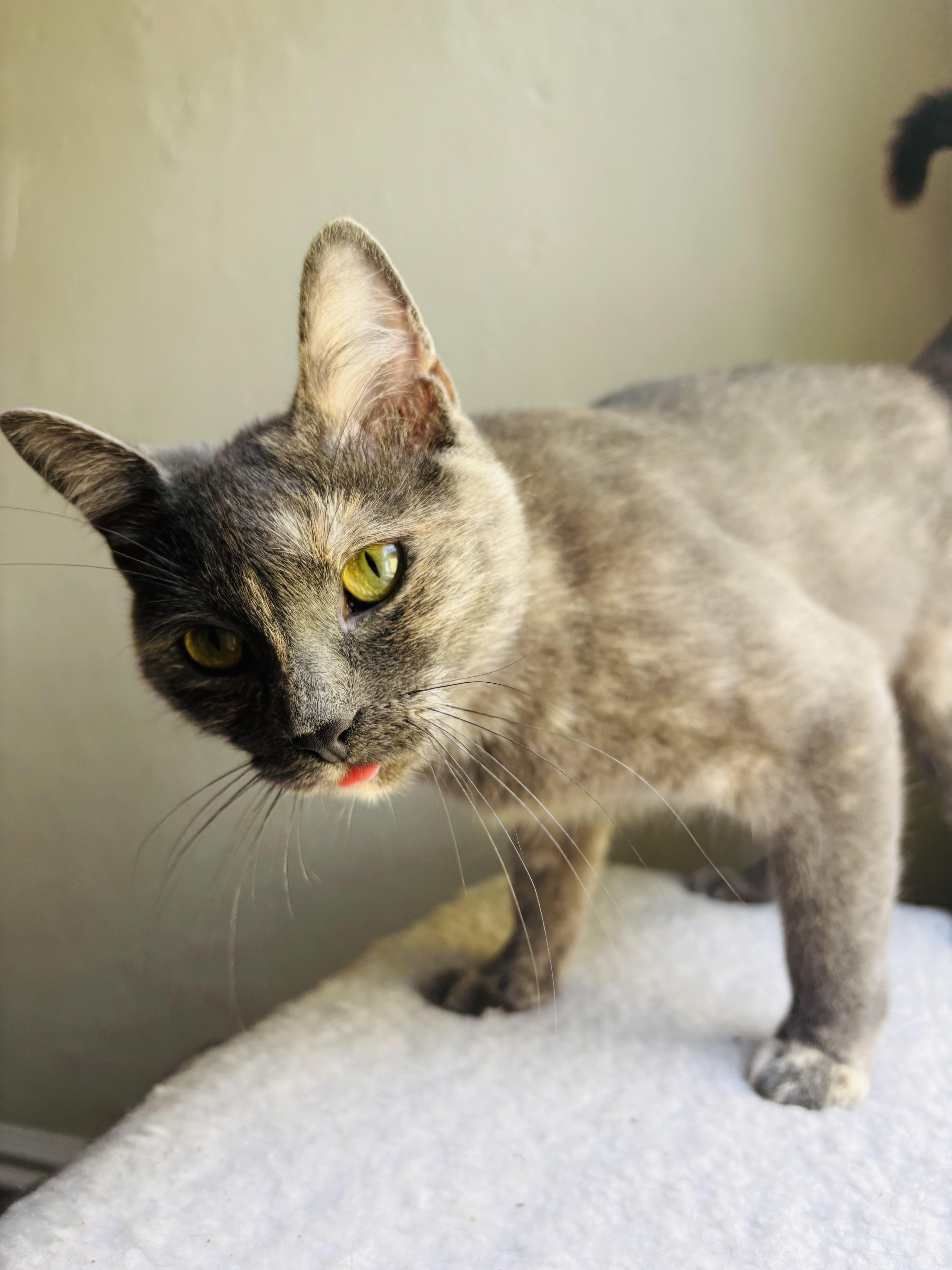 Mama Kitty - Dilute Torti - 1year, an adopted Dilute Tortoiseshell in Grand Rapids, MI image 2/6