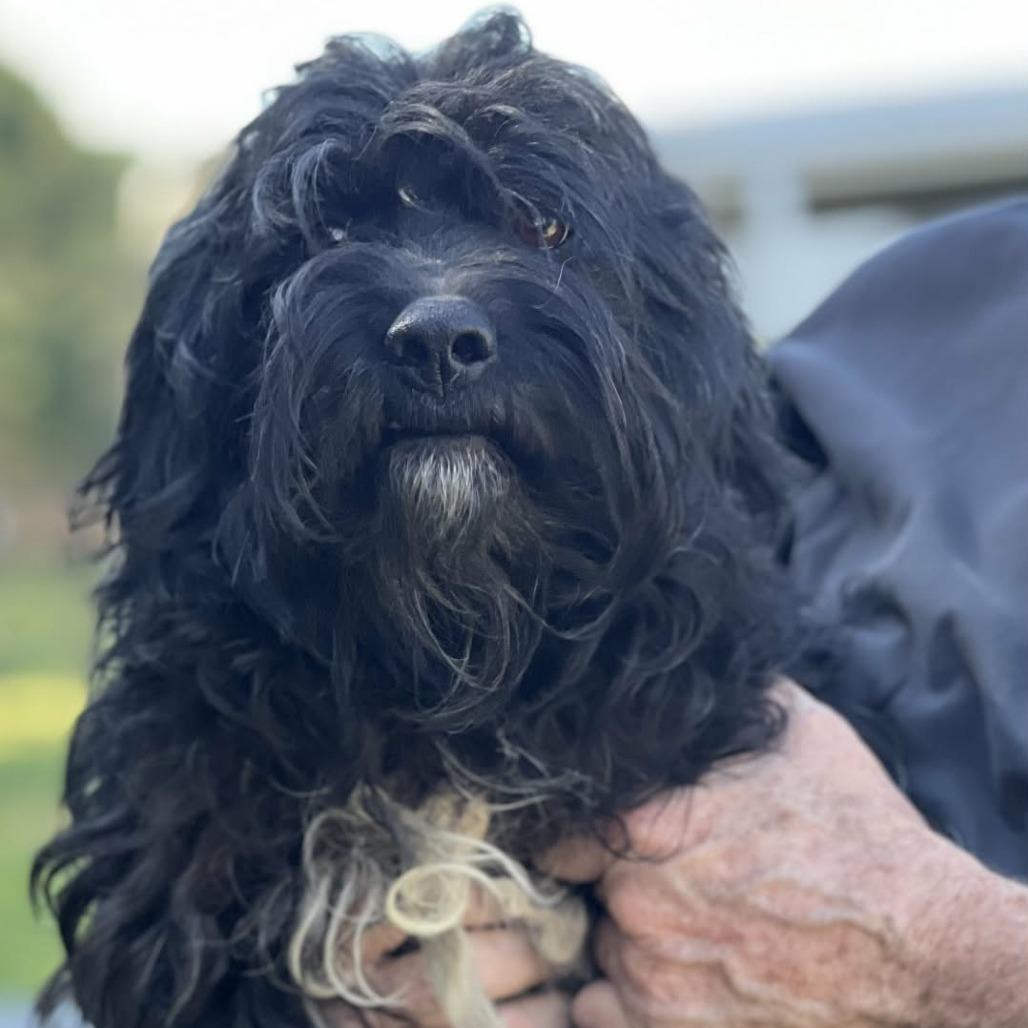 Depp, Adoptable, Adult Male Tibetan Terrier & Lhasa Apso.