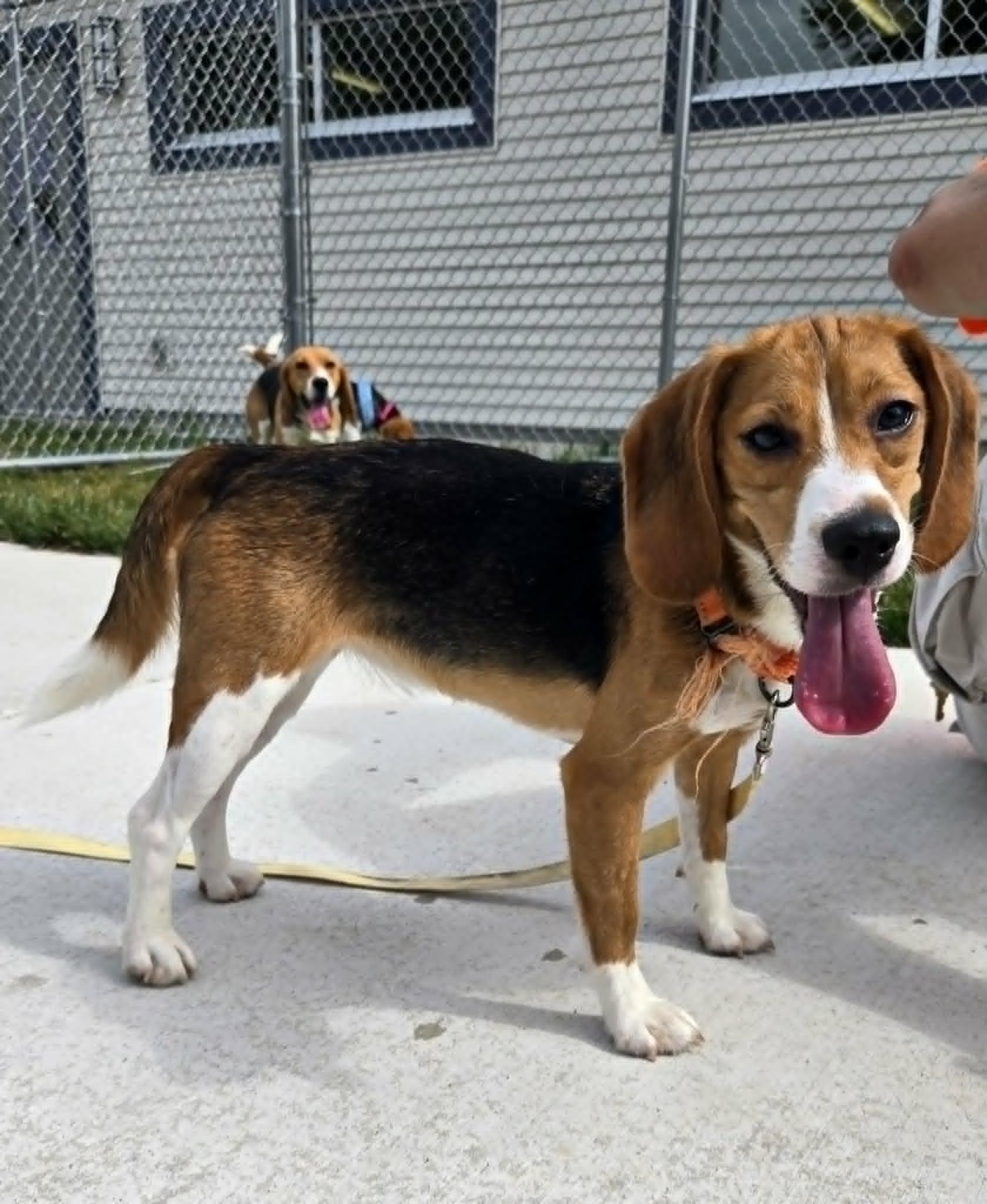 Joanne, an adopted Beagle in Watertown, WI image 2/2
