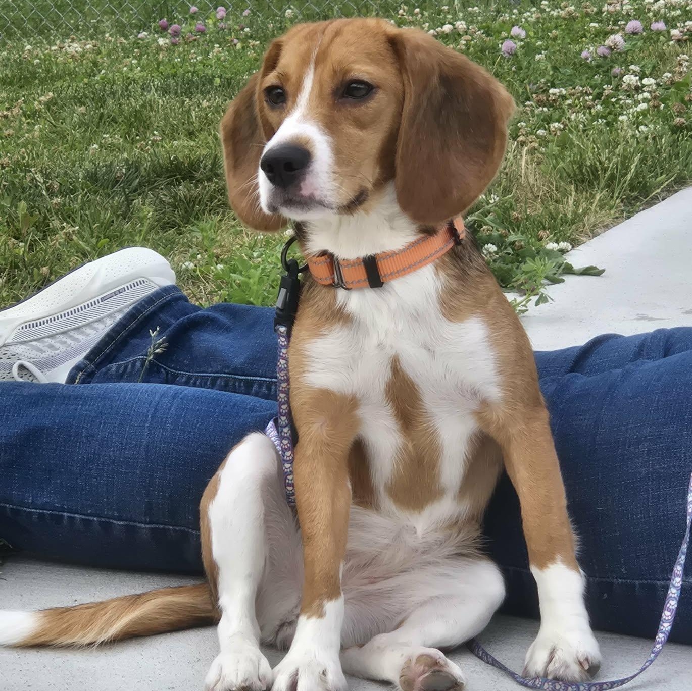 Joanne, an adopted Beagle in Watertown, WI image 1/2