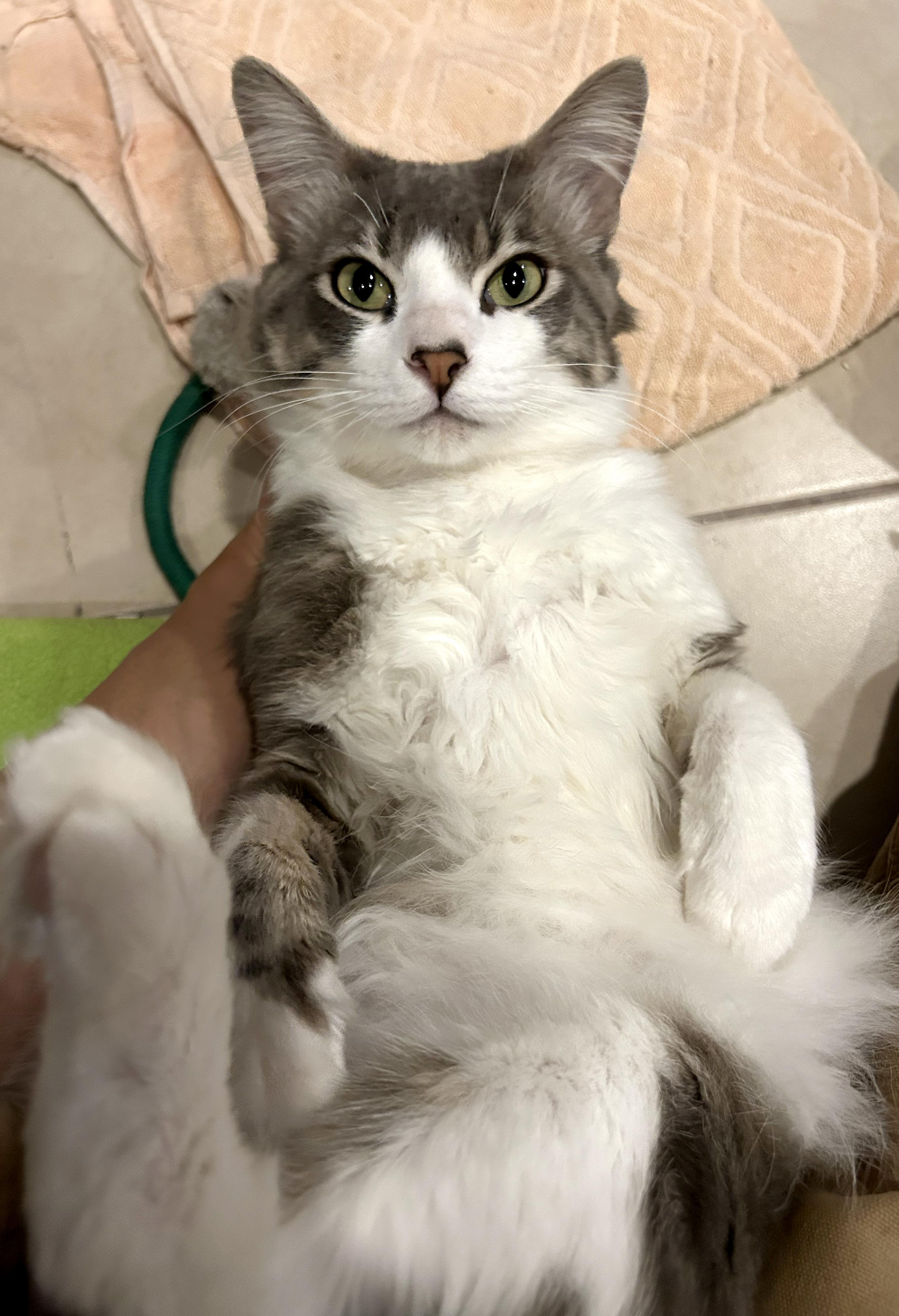 Ruffles, an adopted Domestic Medium Hair in Los Angeles, CA image 4/5