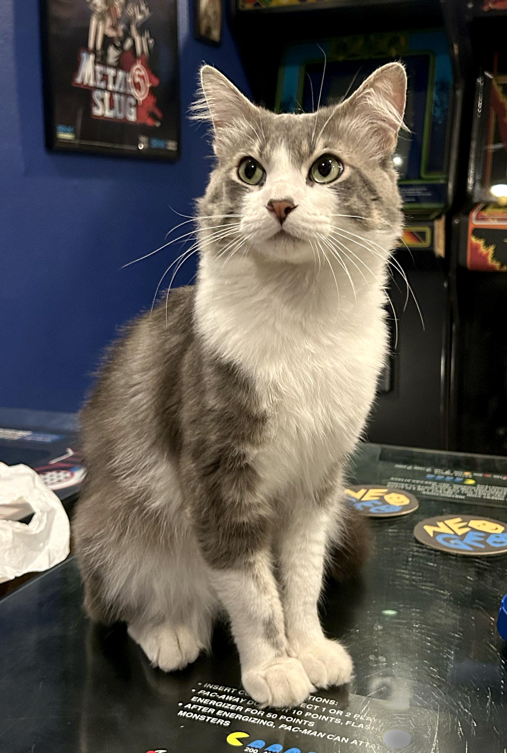 Ruffles, an adopted Domestic Medium Hair in Los Angeles, CA image 1/5