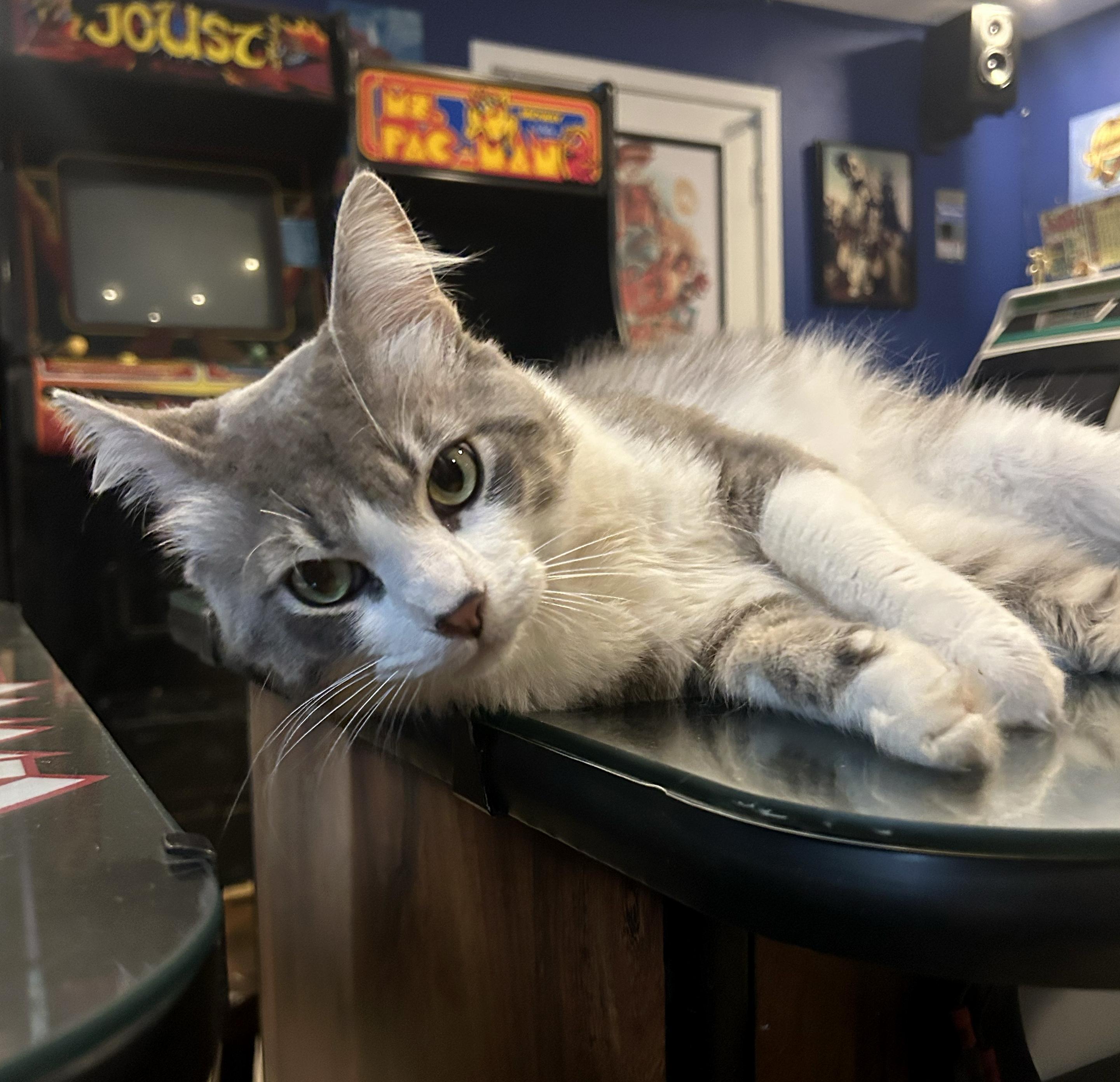 Ruffles, an adopted Domestic Medium Hair in Los Angeles, CA image 2/5