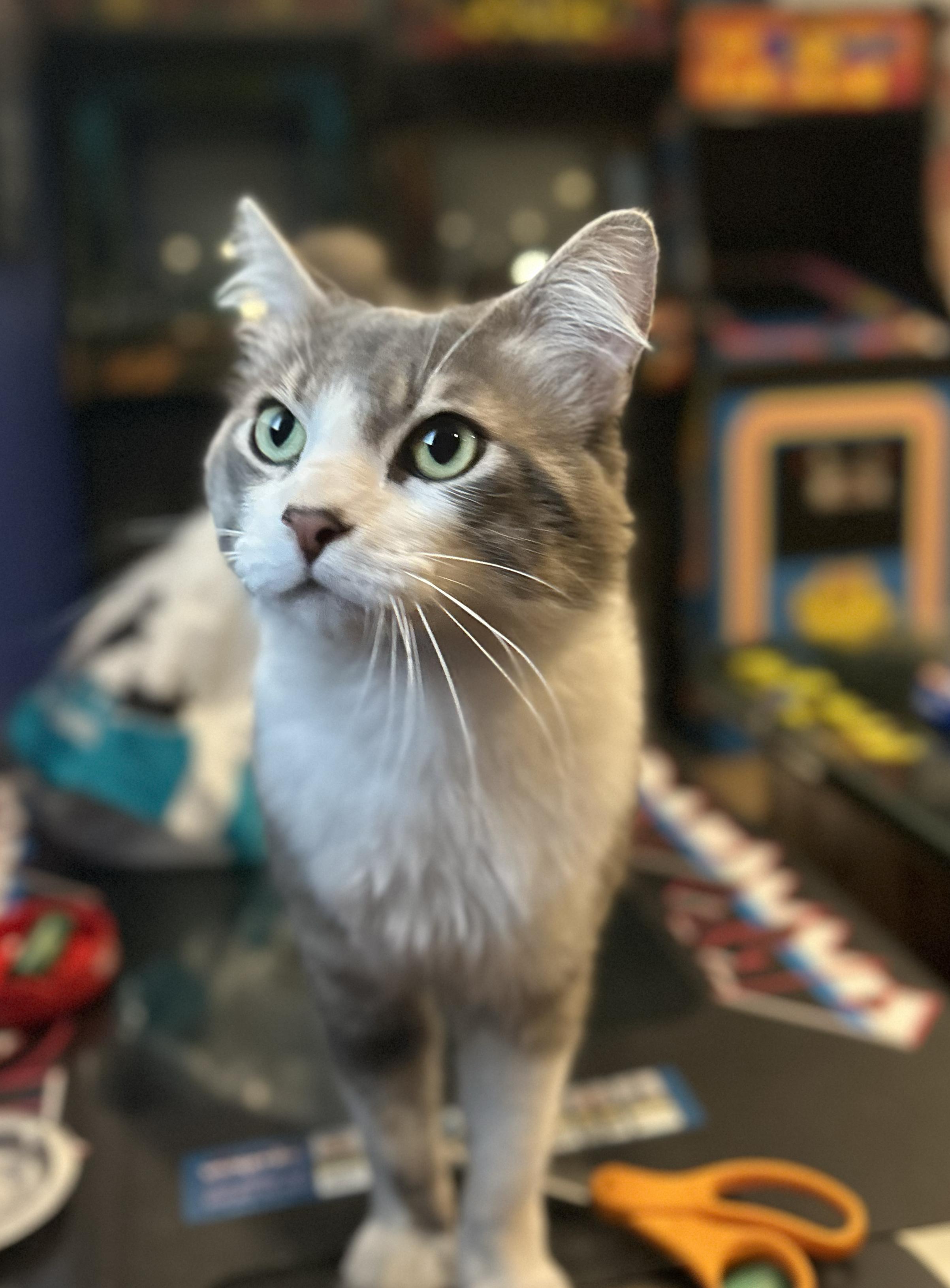 Ruffles, an adopted Domestic Medium Hair in Los Angeles, CA image 5/5