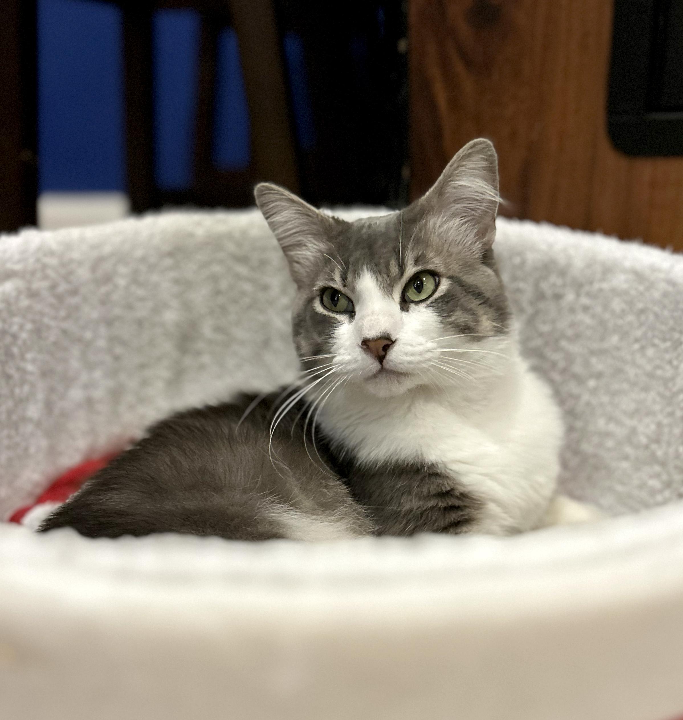 Ruffles, an adopted Domestic Medium Hair in Los Angeles, CA image 3/5