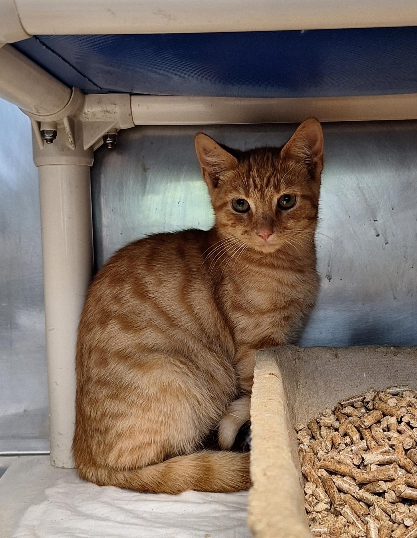 Enlarge Crimson & Clover, a Adoptable Domestic Short Hair in Stanton, KY image 3/4