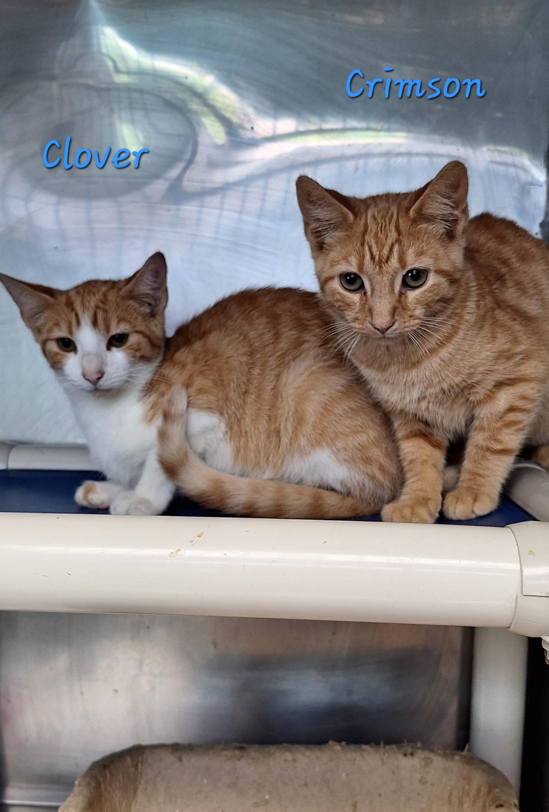 Enlarge Crimson & Clover, a Adoptable Domestic Short Hair in Stanton, KY image 1/4